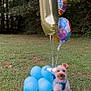 animal, balloons, birthday, blue_balloons, canine, celebration, dog, event, festive, gift_box, grass, happy_dog, nature, number_one_balloon, outdoor, party, party_hat, pet, smiling_dog, wooden_platter