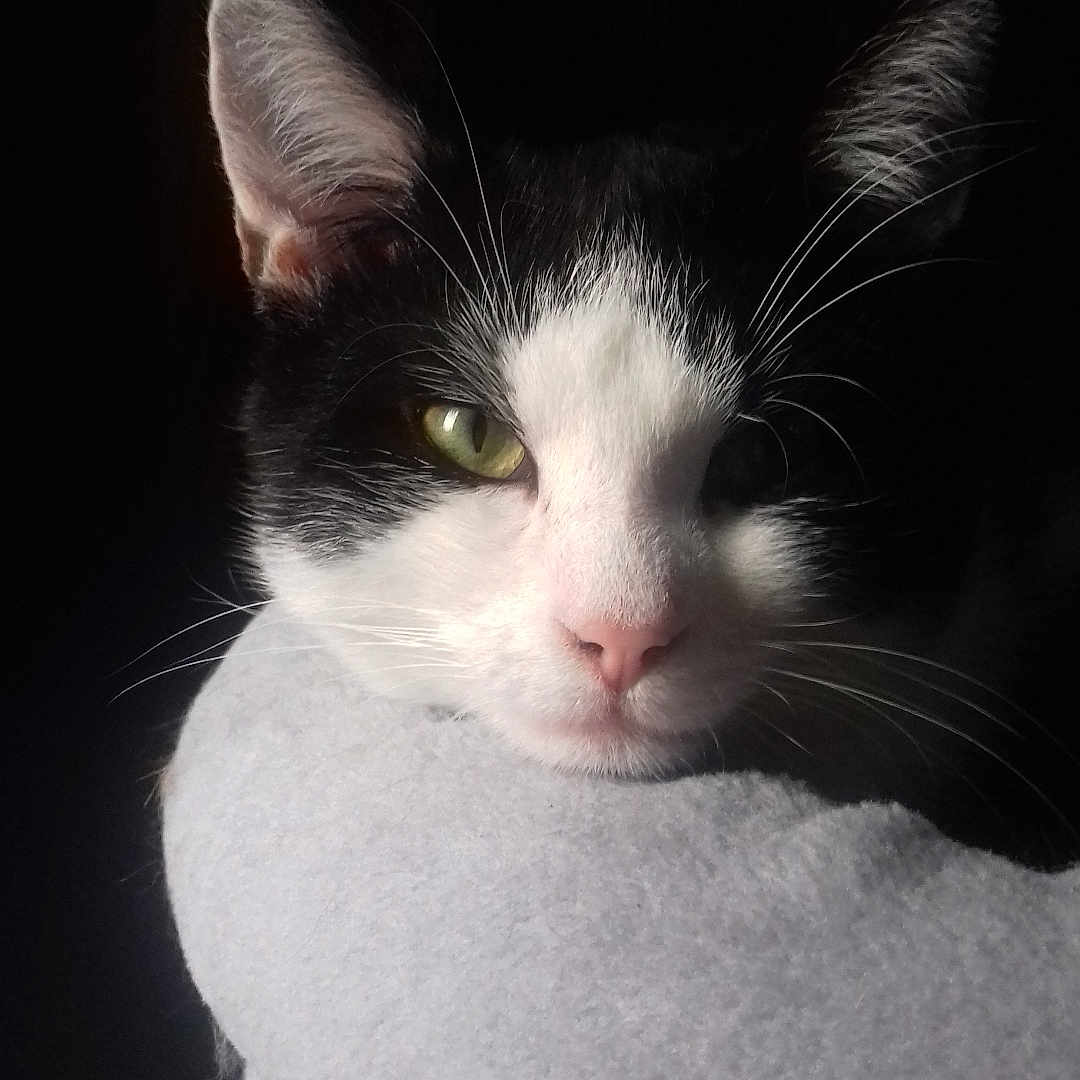 Sanji a rejoint le concours — aidez-le/la à gagner de superbes lots ! abyssinian, angora, animal, blackcat, blanket, bodypart, cat, face, head, kitten, manx, mouth, person, pet, photography, portrait, siamese, sleeping, snout, towel