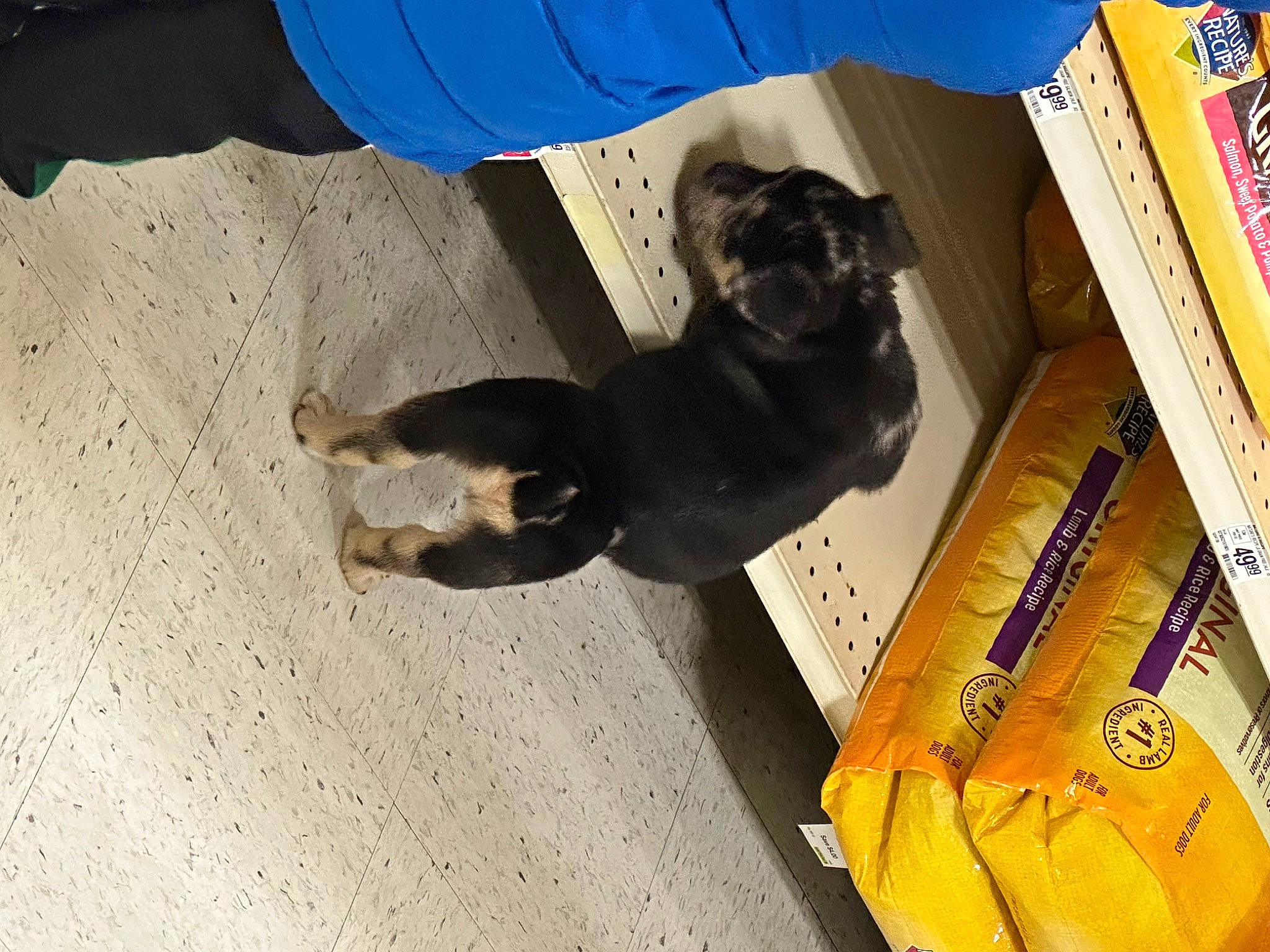 Creed is registered to the contest to win money with this photo: book, bookcase, canidae, carnivore, collar, companion_dog, dog, dog_breed, dog_collar, dog_supply, fawn, pet_supply, publication, shadow, shelf, soil, sporting_group, tail, wood, working_animal