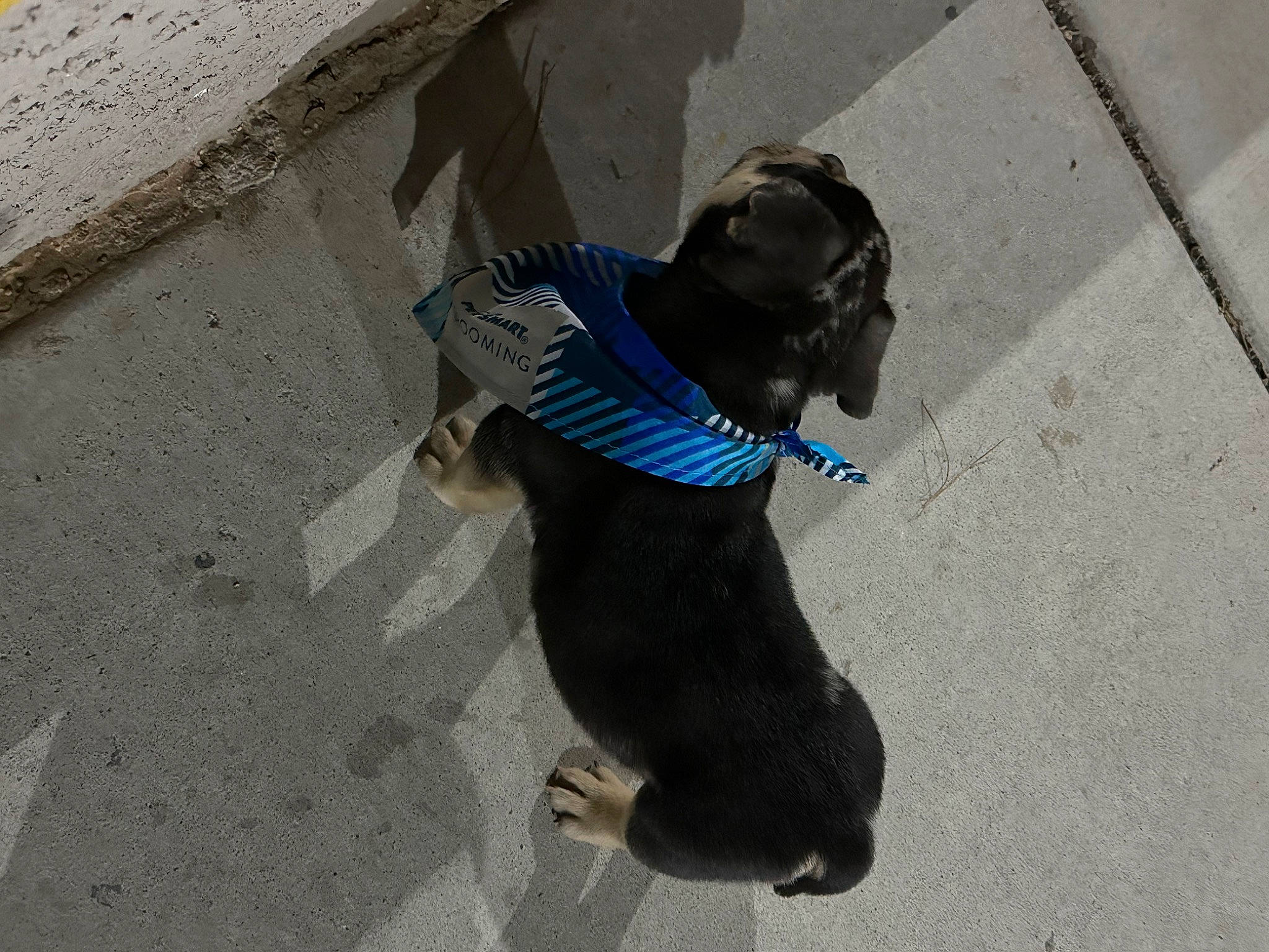 Creed joined the competition — help win amazing prizes! asphalt, canidae, carnivore, concrete, dog_breed, flooring, grey, hat, pedestrian, recreation, road, road_surface, shadow, sidewalk, sitting, snout, sporting_group, street, tail, water