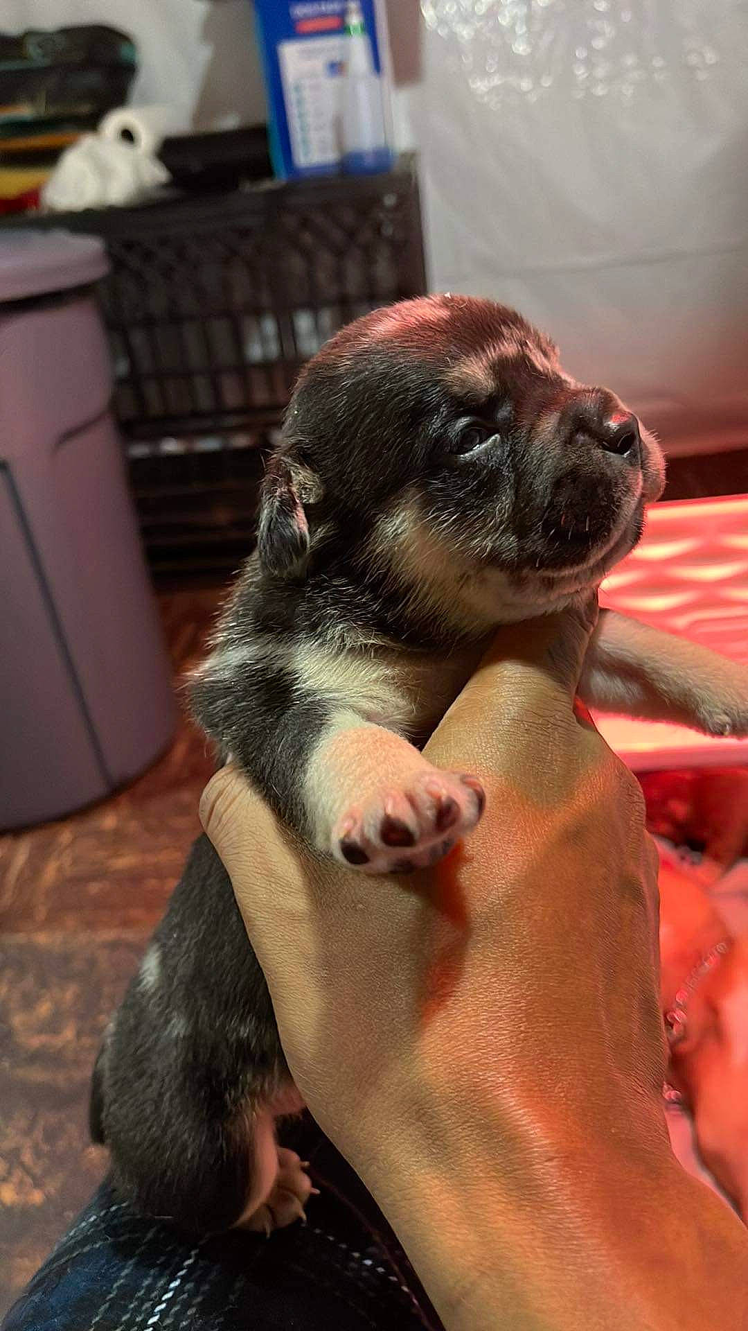 Creed joined the competition — help win amazing prizes! box, canidae, carnivore, claw, comfort, companion_dog, dog, dog_breed, fawn, ferret, fur, mustelidae, paw, puppy, shipping_box, snout, sporting_group, terrestrial_animal, whiskers, working_animal