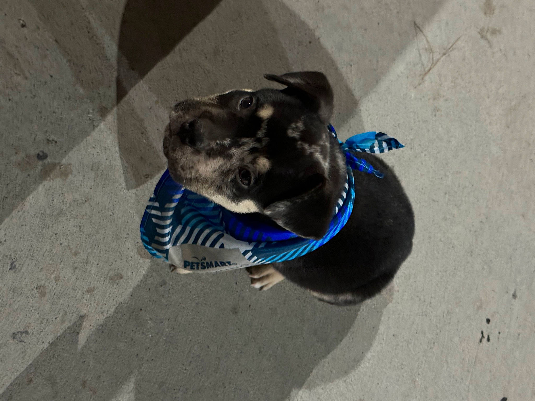 Creed joined the competition — help win amazing prizes! asphalt, carnivore, collar, companion_dog, concrete, dog, dog_breed, dog_collar, dog_supply, electric_blue, fashion_accessory, fawn, guard_dog, leash, pet_supply, road_surface, shadow, sidewalk, tar, working_animal