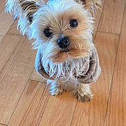 Charlie joined the competition — help win amazing prizes! dog, small_dog, yorkshire_terrier, pet, indoor, wood_floor, foot, sock, torn_sock, curious, fluffy, ears, cute, looking_up, playing, human, paw, fur, closeup, adorable