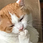 Charlie joined the competition — help win amazing prizes! cat, orange, white, feline, pet, whiskers, paw, chair, indoor, closeup, sleepy, cozy, fur, animal, domestic, cute, relaxed, mammal, portrait, resting