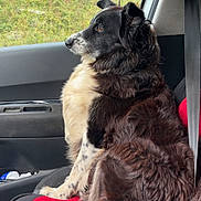 Prim participe au concours pour gagner de l'argent avec cette photo : dog, black_and_white, border_collie, car_interior, car_seat, seatbelt, window, greenery, nature, side_view, pet, animal, fur, sitting, calm, road_trip, companion, domestic_animal, vehicle, travel