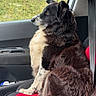 dog, black_and_white, border_collie, car_interior, car_seat, seatbelt, window, greenery, nature, side_view, pet, animal, fur, sitting, calm, road_trip, companion, domestic_animal, vehicle, travel