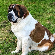 Caramelle a rejoint le concours — aidez-le/la à gagner de superbes lots ! dog, saint_bernard, grass, outdoor, pet, mammal, canine, fur, sitting, nature, animal, brown, white, large_dog, collar, portrait, daylight, calm, eyes, snout