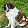dog, saint_bernard, grass, outdoor, pet, mammal, canine, fur, sitting, nature, animal, brown, white, large_dog, collar, portrait, daylight, calm, eyes, snout
