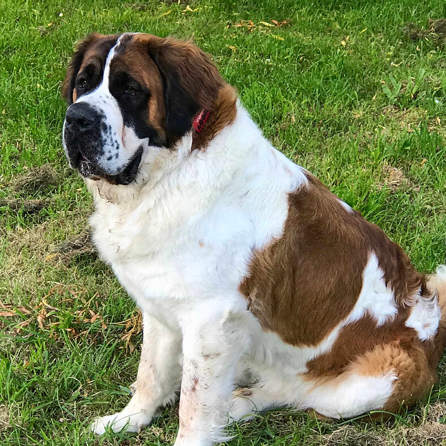 Caramelle a rejoint le concours — aidez-le/la à gagner de superbes lots ! dog, saint_bernard, grass, outdoor, pet, mammal, canine, fur, sitting, nature, animal, brown, white, large_dog, collar, portrait, daylight, calm, eyes, snout