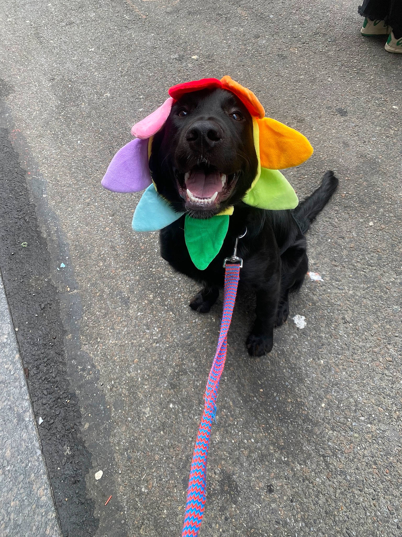 Dexter joined the competition — help win amazing prizes! asphalt, carnivore, collar, companion_dog, dog, dog_breed, dog_collar, dog_supply, fawn, hat, leash, magenta, pet_supply, road_surface, sidewalk, snout, sporting_group, tail, tar, working_animal