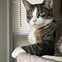 cat, tabby_cat, pet, feline, indoor, window, blinds, fur, whiskers, green_eyes, paw, perch, resting, animal, closeup, house, domestic_animal, mammal, blur, relaxation