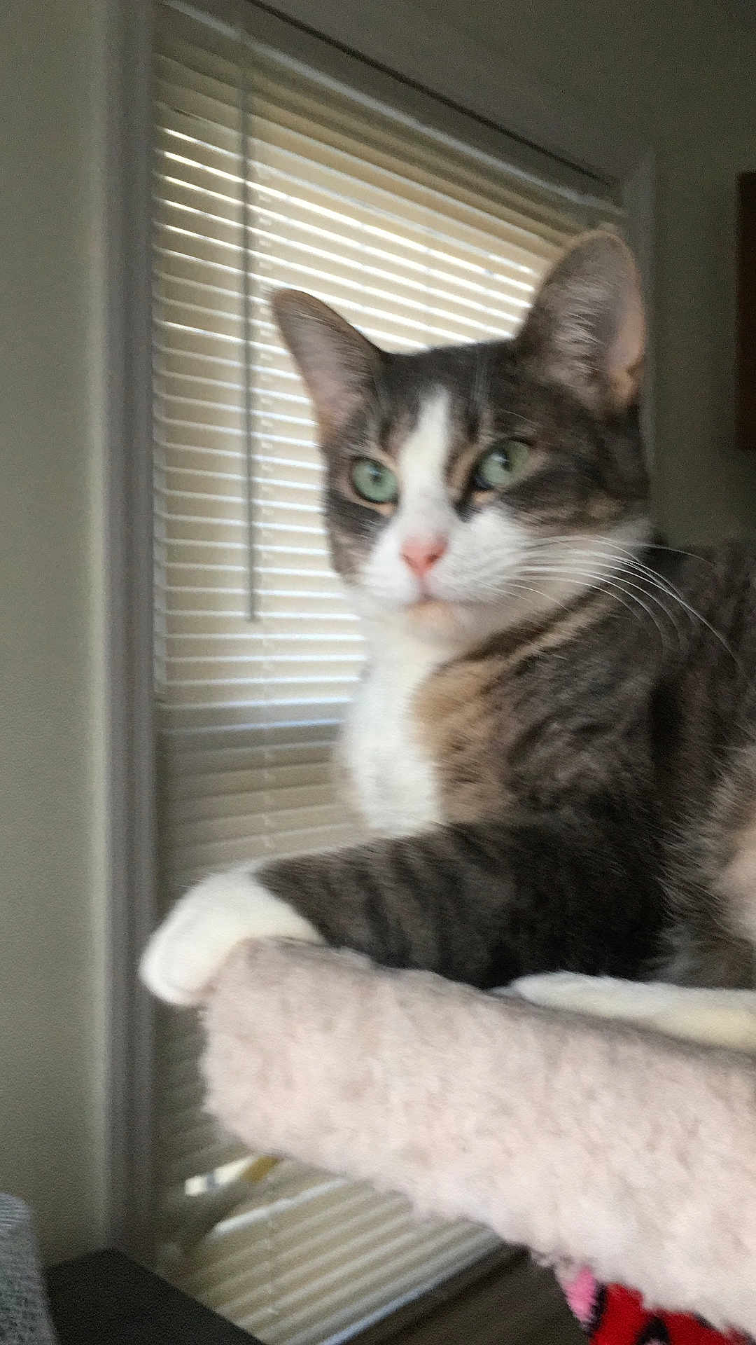Cleopatra