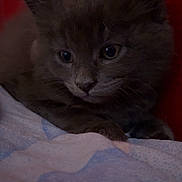 Aïko participe au concours pour gagner de l'argent avec cette photo : cat, kitten, pet, animal, gray_cat, furry, close_up, portrait, indoor, blanket, bedding, red_background, whiskers, ears, paws, sleepy, adorable, cozy, domestic_cat, gazing