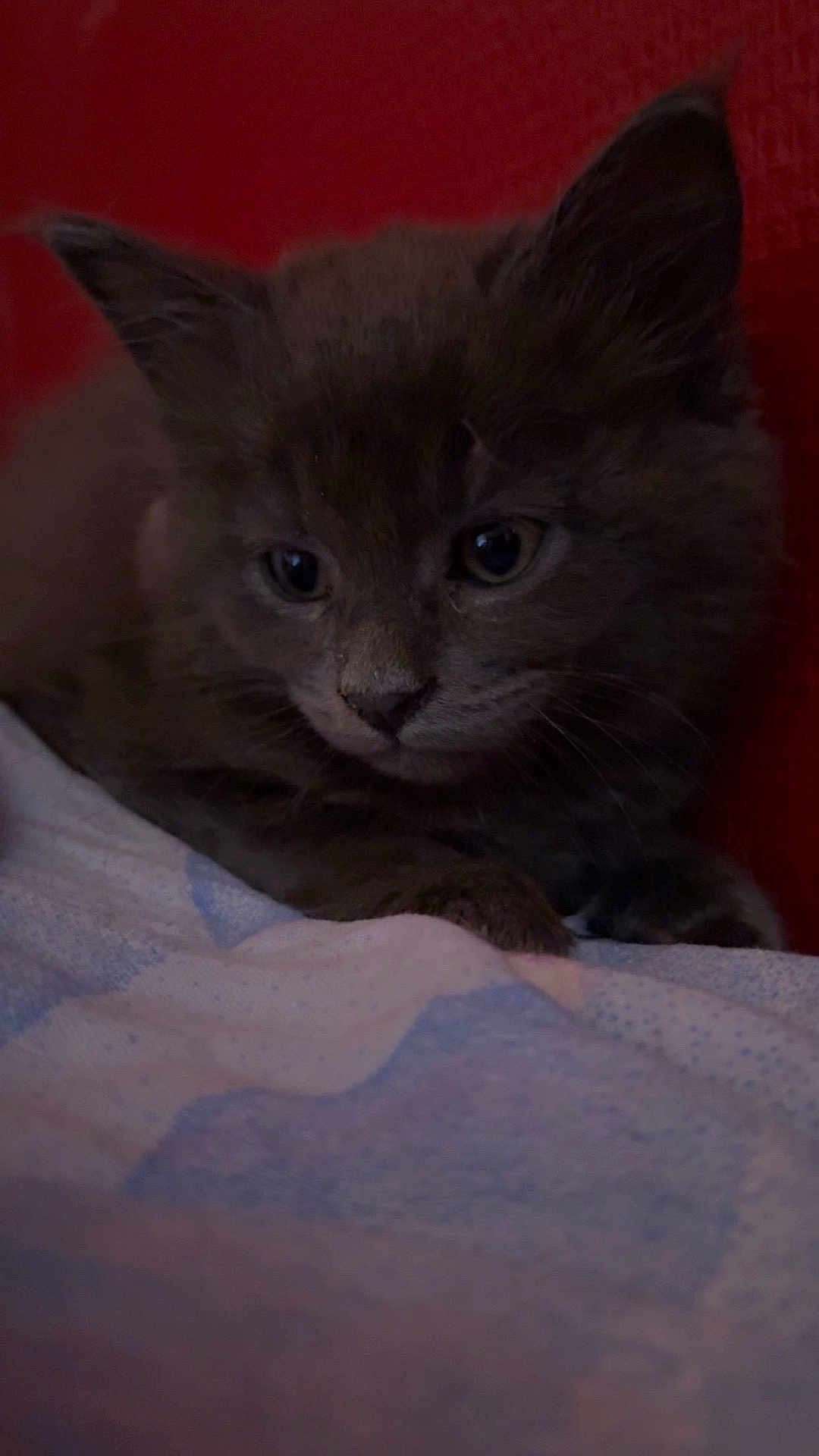 Aïko participe au concours pour gagner de l'argent avec cette photo : cat, kitten, pet, animal, gray_cat, furry, close_up, portrait, indoor, blanket, bedding, red_background, whiskers, ears, paws, sleepy, adorable, cozy, domestic_cat, gazing