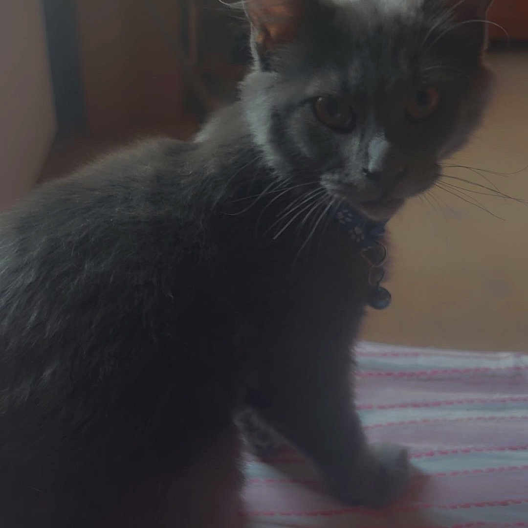 Aïko