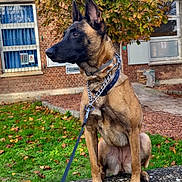 Orca participe au concours pour gagner de l'argent avec cette photo : dog, belgian_malinois, leash, sitting, brick_wall, grass, autumn_leaves, tree, fall_foliage, building, window, outdoor, pet, canine, alert, collar, nature, daylight, side_view, animal