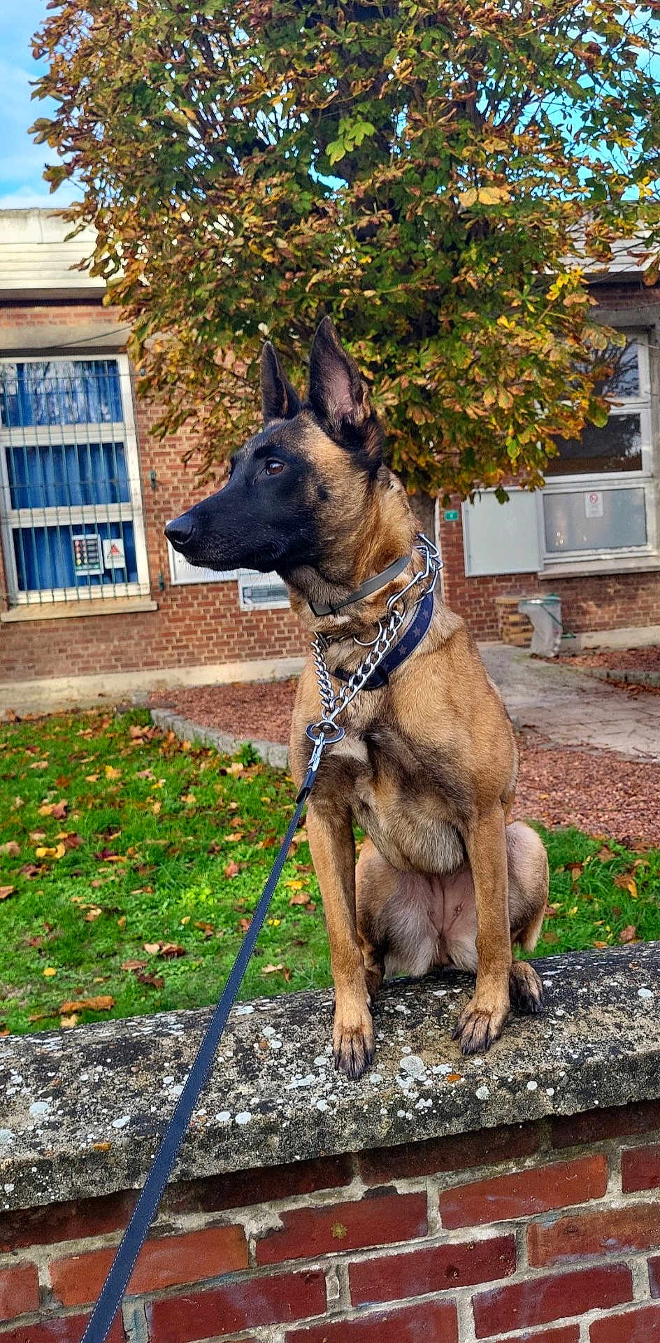 Orca participe au concours pour gagner de l'argent avec cette photo : dog, belgian_malinois, leash, sitting, brick_wall, grass, autumn_leaves, tree, fall_foliage, building, window, outdoor, pet, canine, alert, collar, nature, daylight, side_view, animal