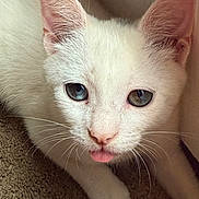 Bubbles is registered to the contest to win money with this photo: cat, kitten, white_cat, close_up, blue_eyes, tongue_out, pet, animal, whiskers, cute, feline, young, soft_texture, indoor, resting, small_paw, adorable, playful, fur, domestic_animal