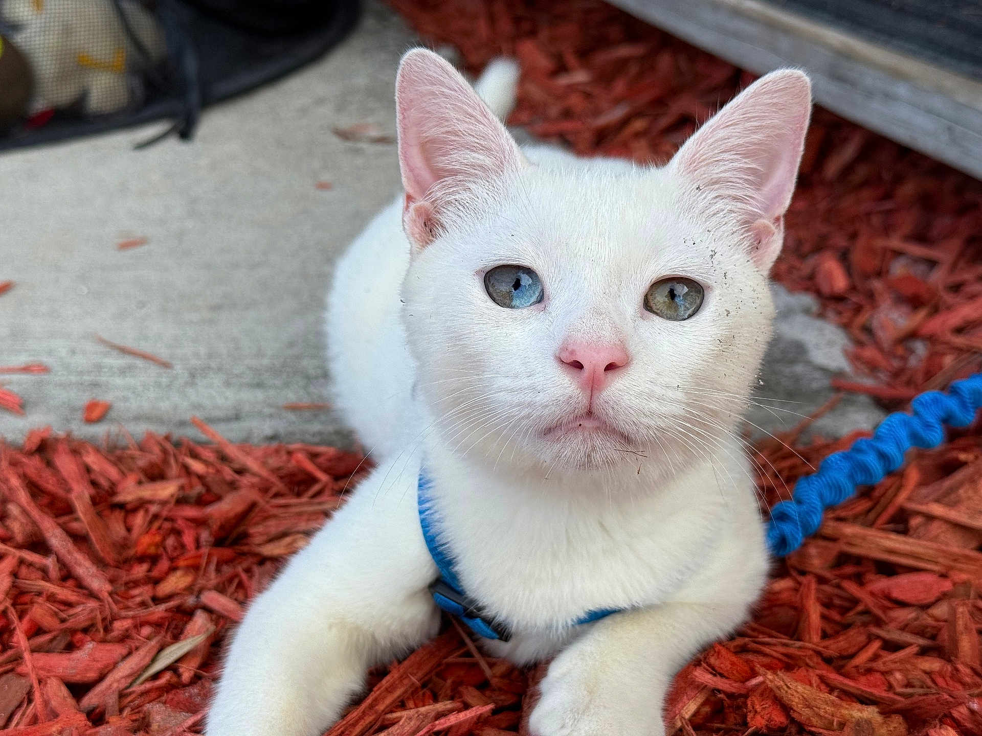 Bubbles is registered to the contest to win money with this photo: cat, white_cat, blue_eyes, outdoor, pet, animal, fur, whiskers, harness, wood_chips, close_up, cute, curious, lying_down, nature, daylight, mammal, small_animal, front_paws, pink_nose