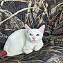 Bubbles joined the competition — help win amazing prizes! cat, white_cat, heterochromia, blue_eye, green_eye, animal, pet, feline, sitting, camouflage, seat_cover, indoor, resting, cute, looking_at_camera, whiskers, pink_nose, ears, fur, relaxed
