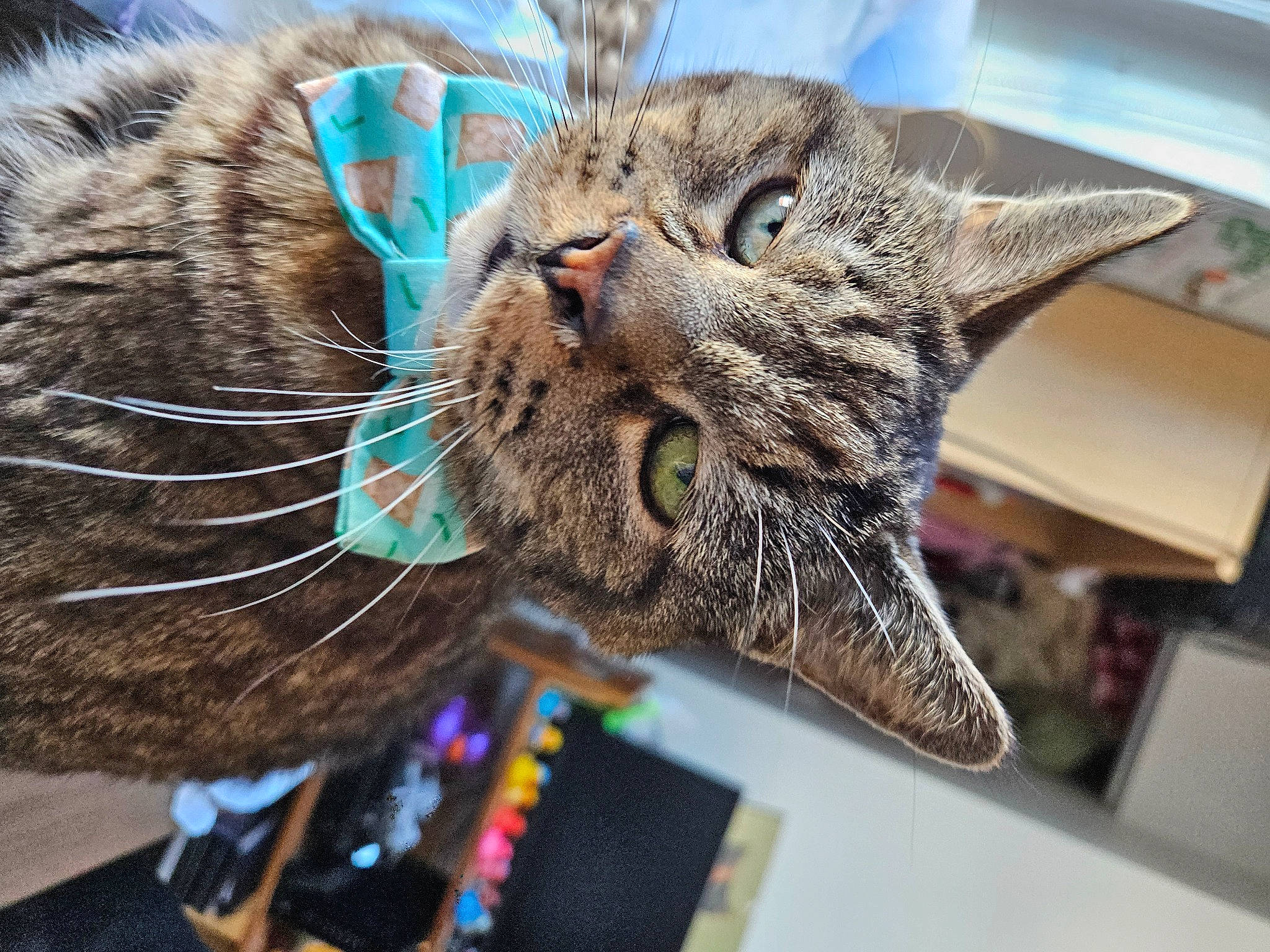 Tiger is registered to the contest to win money with this photo: carnivore, cat, claw, collar, domestic_short_haired_cat, fang, felidae, fur, small_to_medium_sized_cats, snout, terrestrial_animal, whiskers, wildlife