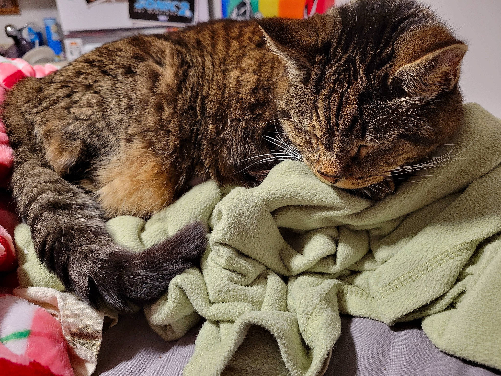 Tiger is registered to the contest to win money with this photo: blanket, carnivore, cat, claw, comfort, domestic_short_haired_cat, felidae, fur, grass, hug, linens, nap, paw, photography, sleep, small_to_medium_sized_cats, snout, tail, terrestrial_animal, whiskers