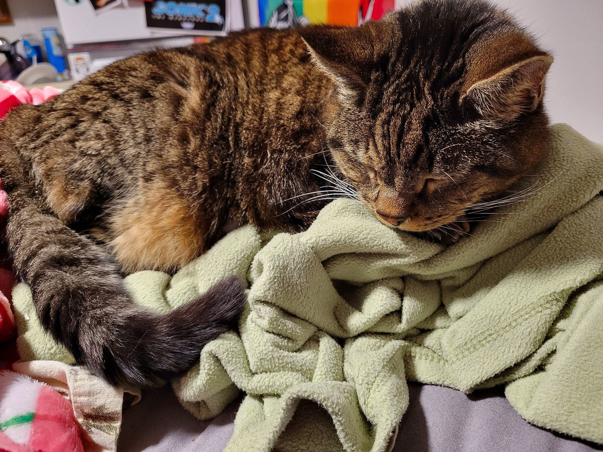 Tiger is registered to the contest to win money with this photo: blanket, carnivore, cat, claw, comfort, domestic_short_haired_cat, felidae, fur, grass, hug, linens, nap, paw, sleep, small_to_medium_sized_cats, snout, tail, terrestrial_animal, textile, whiskers