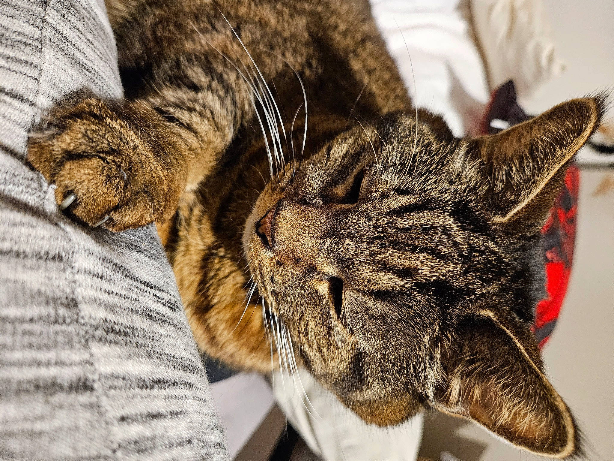 Tiger is registered to the contest to win money with this photo: carnivore, cat, claw, close_up, domestic_short_haired_cat, ear, felidae, fur, nap, paw, sleep, small_to_medium_sized_cats, snout, terrestrial_animal, whiskers, wildlife