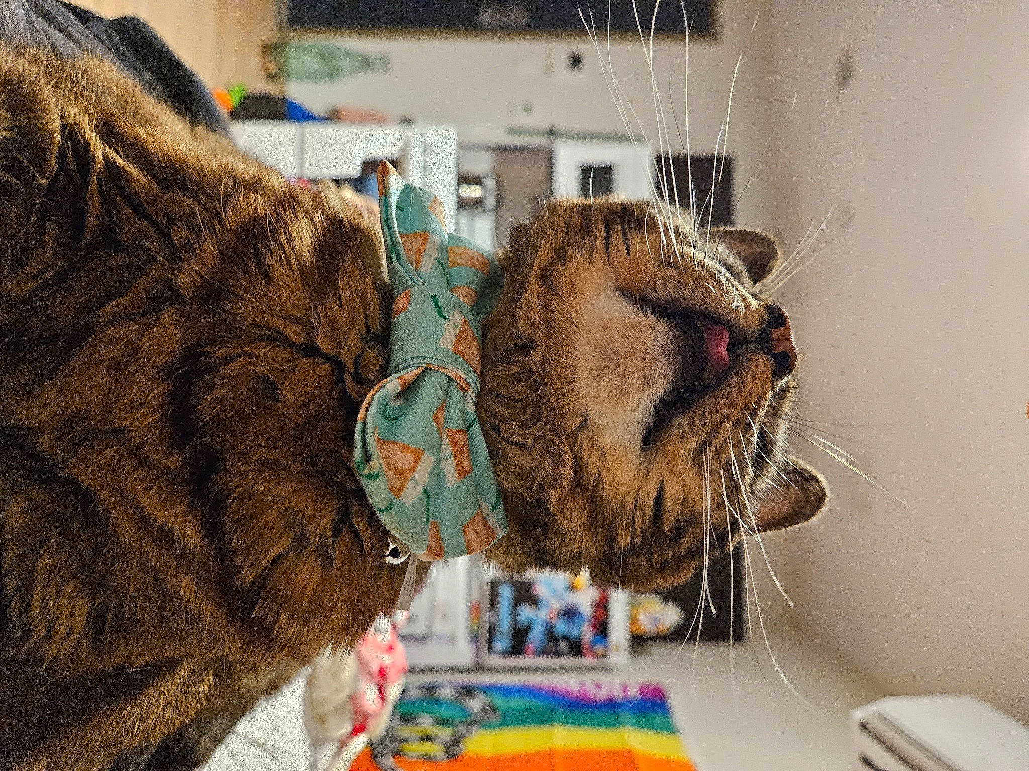 Tiger is registered to the contest to win money with this photo: beard, carnivore, cat, claw, collar, domestic_short_haired_cat, ear, eyewear, facial_hair, fawn, felidae, fur, machine, pet_supply, room, service, small_to_medium_sized_cats, snout, whiskers, wildlife