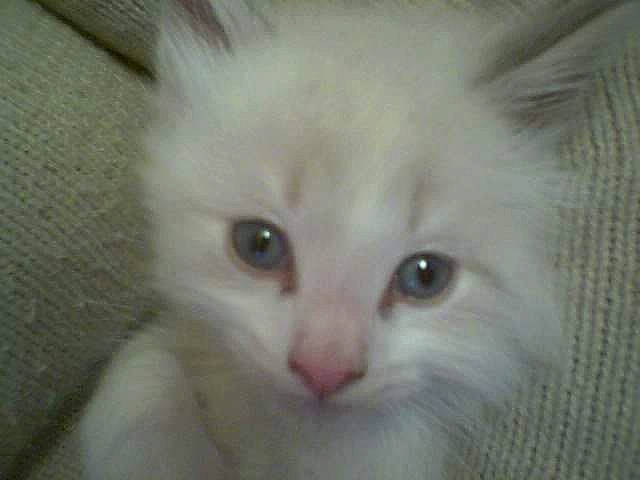 Calimero participe au concours pour gagner de l'argent avec cette photo : american_curl, asian_semi_longhair, british_semi_longhair, burmilla, carnivore, cat, domestic_long_haired_cat, eye, felidae, iris, kitten, mammal, norwegian_forest_cat, ragamuffin, ragdoll, small_to_medium_sized_cats, turkish_angora, turkish_van, vertebrate, whiskers