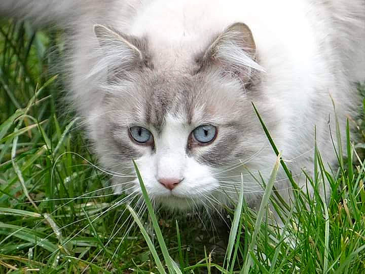 Calimero a rejoint le concours — aidez-le/la à gagner de superbes lots ! american_curl, asian_semi_longhair, british_semi_longhair, carnivore, cat, domestic_long_haired_cat, eye, felidae, grass, kitten, mammal, norwegian_forest_cat, plant, ragamuffin, ragdoll, siberian, small_to_medium_sized_cats, turkish_angora, vertebrate, whiskers