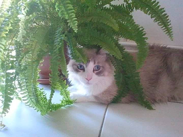 Calimero participe au concours pour gagner de l'argent avec cette photo : aegean_cat, american_wirehair, carnivore, cat, domestic_short_haired_cat, european_shorthair, felidae, fern, fir, kitten, leaf, plant, ragamuffin, small_to_medium_sized_cats, tail, tree, vascular_plant, whiskers