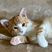 Athos participe au concours pour gagner de l'argent avec cette photo : cat, kitten, orange, white, paw, pink_paw_pads, fur, pet, cute, animal, lying_down, resting, blanket, soft, domestic, young, whiskers, ears, indoor, relaxed