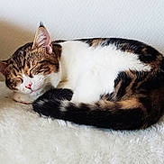 Nena a rejoint le concours — aidez-le/la à gagner de superbes lots ! animal, brown_fur, cat, close_up, cozy, curled_up, cute, domestic_cat, feline, fluffy, indoor, nap, peaceful, pet, relaxed, resting, sleeping, soft_texture, tabby, white_fur