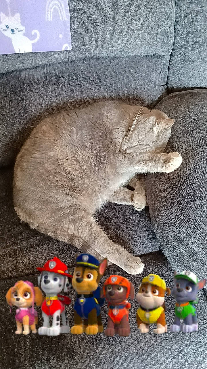 Fang is registered to the contest to win money with this photo: action_figure, baby_toys, carmine, cat, doll, domestic_short_haired_cat, fawn, felidae, fur, grey, headgear, mammal, pet_supply, small_to_medium_sized_cats, souvenir, stuffed_toy, tail, toy, whiskers, wood