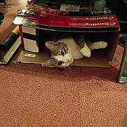 Rambo is registered to the contest to win money with this photo: cat, cardboard_box, carpet, indoor, pet, animal, feline, relaxed, curious, floor, box, domestic, whiskers, ears, paws, resting, home, furniture, cozy, orange_carpet