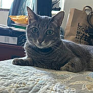 Shadow joined the competition — help win amazing prizes! bag, bed, big_eyes, box, cat, curtain, domestic_animal, ears, furniture, indoor, nightstand, paw, pet, portrait, purse, quilt, relaxed, tabby_cat, whiskers, window