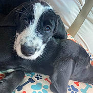 Thanos is registered to the contest to win money with this photo: animal, beagle, blanket, canine, cockerspaniel, couch, cushion, dog, furniture, homedecor, hound, husky, indoors, labradorretriever, person, pet, pointer, puppy, sleeping, snout
