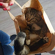 Naka participe au concours pour gagner de l'argent avec cette photo : american_shorthair, asian, carnivore, cat, chausie, domestic_short_haired_cat, dragon_li, european_shorthair, fawn, felidae, kitten, small_to_medium_sized_cats, sokoke, tabby_cat, tail, toyger, whiskers