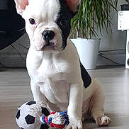 Owen a rejoint le concours — aidez-le/la à gagner de superbes lots ! american_bulldog, ancient_dog_breeds, bulldog, canidae, carnivore, companion_dog, dog, dog_breed, fawn, french_bulldog, mammal, molosser, non_sporting_group, nose, puppy, rare_breed_dog, snout, sporting_group, toy_bulldog, vertebrate