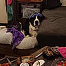 dog, bandana, bed, cushion, table, drink, cup, coins, clothing, photo_frame, lamp, curtain, blanket, indoor, carpet, accessories, pillow, furniture, household_items, relaxing