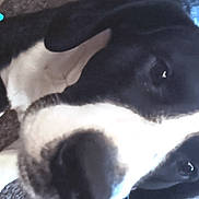 Max joined the competition — help win amazing prizes! animal, black_and_white, blurry, canine, close_up, companion, cozy, cute, dog, ear, face, friendship, fur, indoor, nose, pet, portrait, snuggling, text_overlay, two_dogs