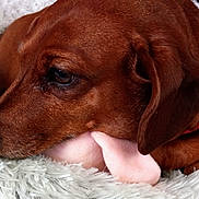 Ruby is registered to the contest to win money with this photo: dog, dachshund, pet, animal, resting, sleepy, brown_coat, collar, plush_toy, soft_blanket, indoors, close_up, cute, fur, canine, relaxed, snuggle, comfort, domestic, companion