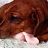 dog, dachshund, pet, animal, resting, sleepy, brown_coat, collar, plush_toy, soft_blanket, indoors, close_up, cute, fur, canine, relaxed, snuggle, comfort, domestic, companion
