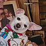 dog, white_dog, pet, holiday_sweater, clothing, person, hand, ear, tongue, portrait, indoors, family_photo, frame, wood_paneling, broom, cozy, cute, playful, expression, animal