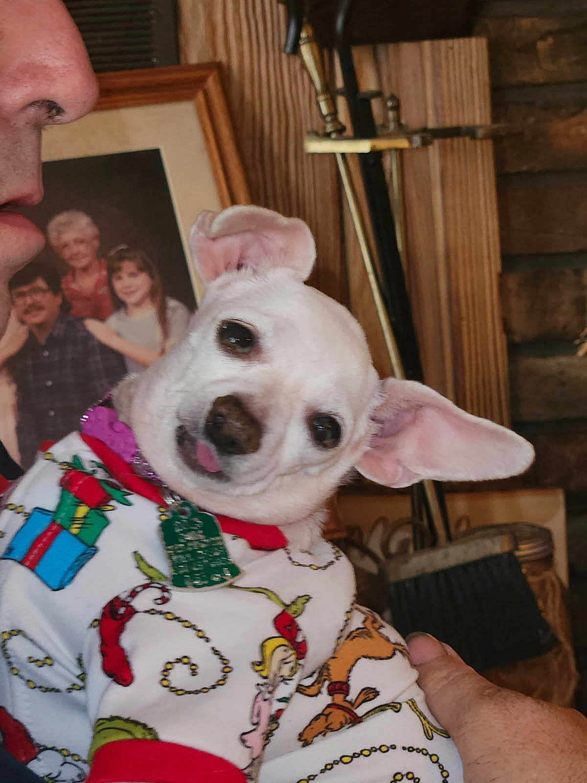 Abbey-Road joined the competition — help win amazing prizes! dog, white_dog, pet, holiday_sweater, clothing, person, hand, ear, tongue, portrait, indoors, family_photo, frame, wood_paneling, broom, cozy, cute, playful, expression, animal