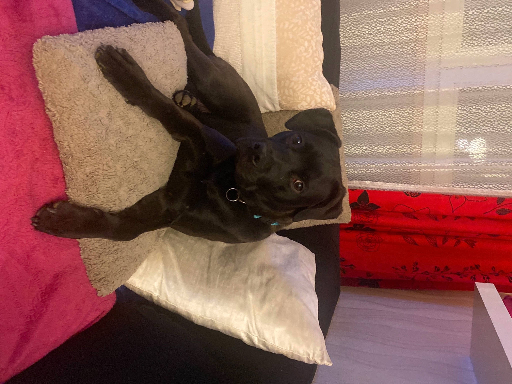 Bonny a rejoint le concours — aidez-le/la à gagner de superbes lots ! carnivore, comfort, companion_dog, dog, dog_breed, fawn, felidae, linens, personal_protective_equipment, small_to_medium_sized_cats, snout, sporting_group, tail, terrestrial_animal, toy, whiskers, window, window_blind, wood, working_animal