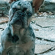 Baloo a rejoint le concours — aidez-le/la à gagner de superbes lots ! dog, french_bulldog, pet, animal, sitting, outdoor, stone_pavement, bat_ears, wrinkled_face, short_snout, gray_coat, portrait, front_view, serious_expression, cute, companion_animal, paws, canine, vertical_photo, natural_light