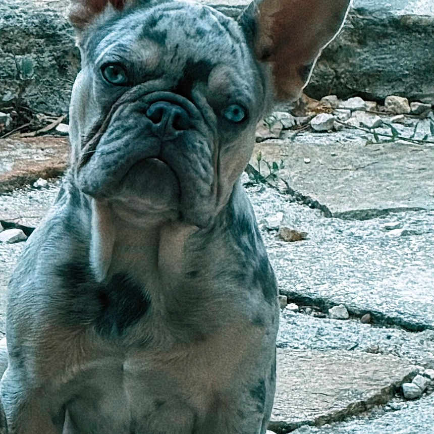 Baloo