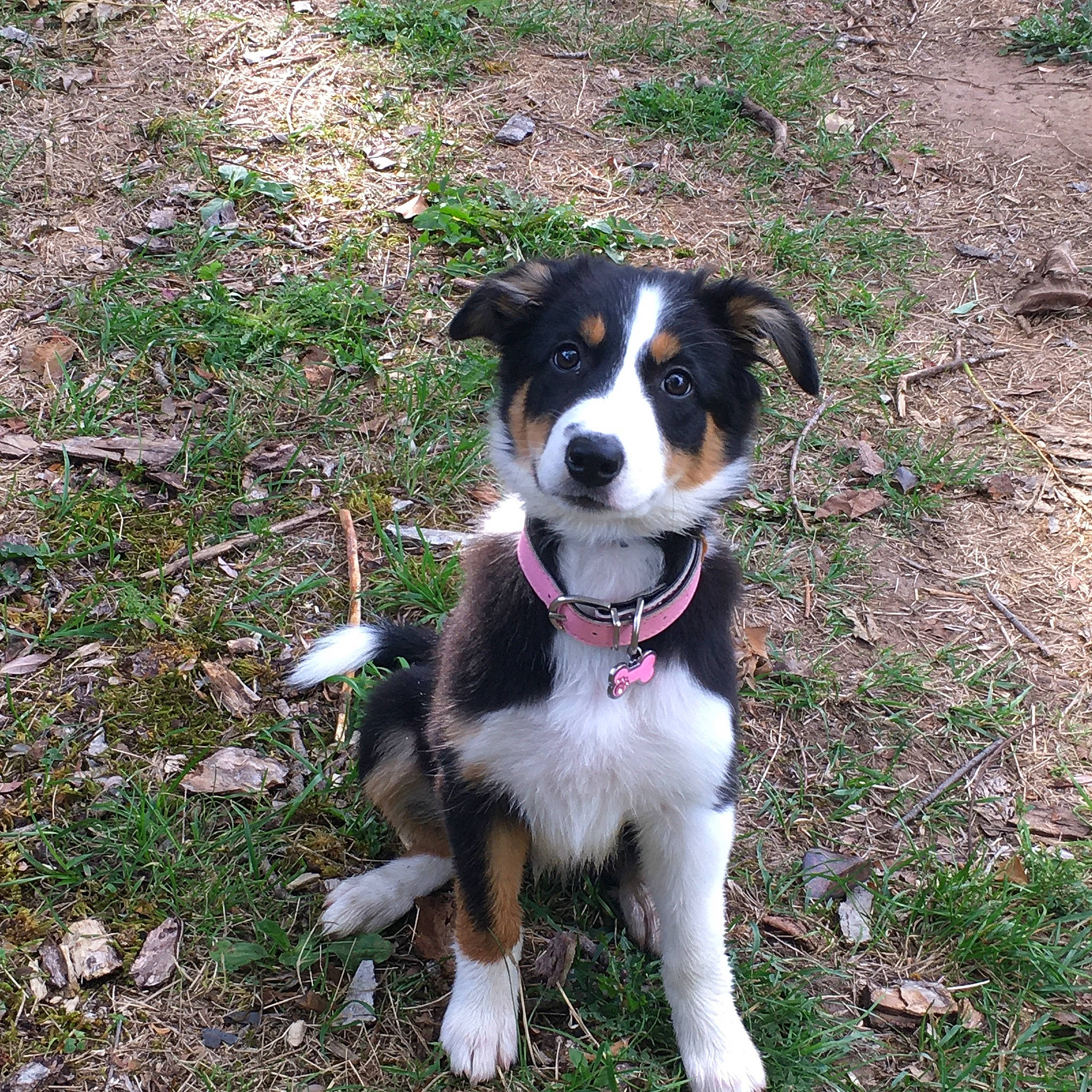 Pixel a rejoint le concours — aidez-le/la à gagner de superbes lots ! appenzeller_sennenhund, australian_collie, australian_shepherd, border_collie, canidae, carnivore, companion_dog, dog, dog_breed, english_shepherd, herding_dog, mammal, miniature_australian_shepherd, rare_breed_dog, sporting_group, texas_heeler, vertebrate, welsh_sheepdog, working_dog